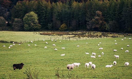 About Us Black Sheep Hotels in the scenic Highlands